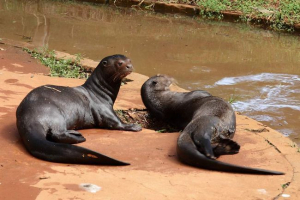 Brazilska vidra, ona je gigantska
